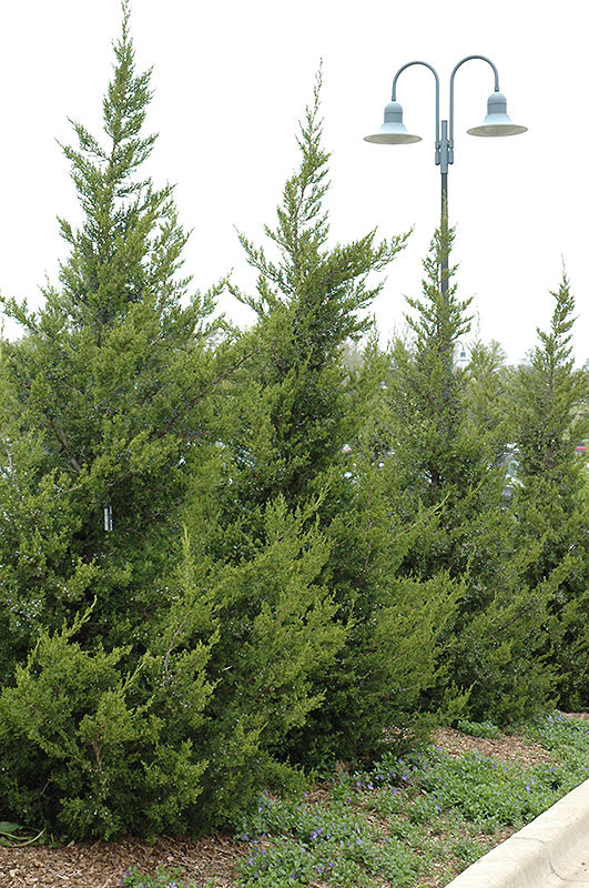 Fairview-Juniper