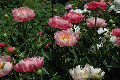 Coral Charm Peony (#2)