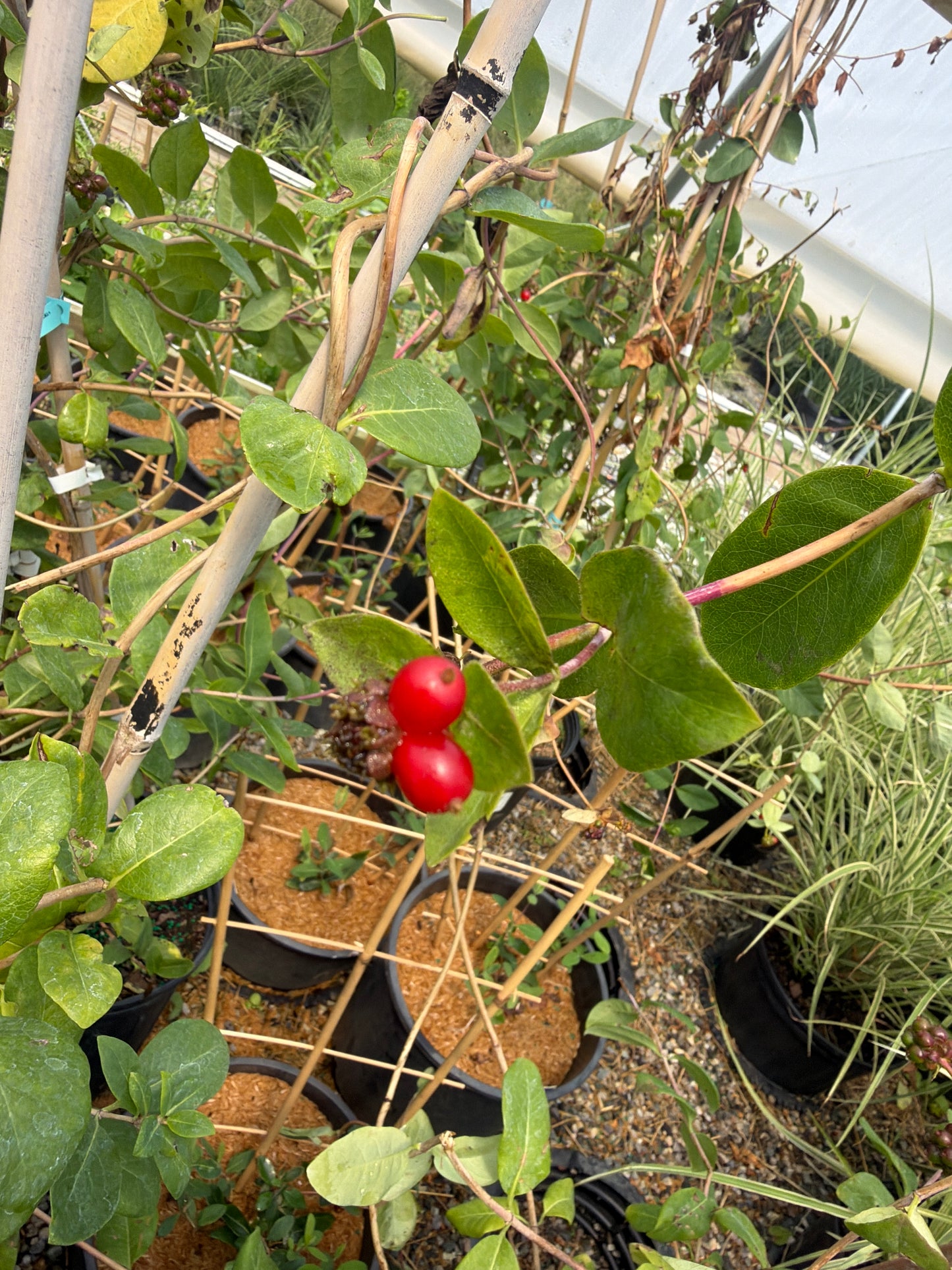 John Clayton Honeysuckle