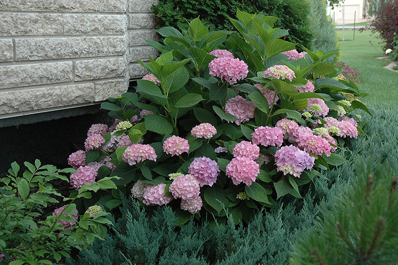Endless Summer Hydrangea