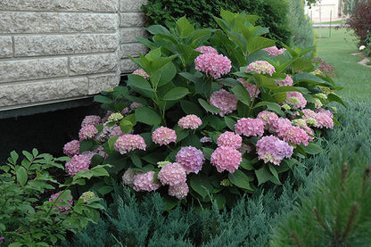 Endless Summer Hydrangea