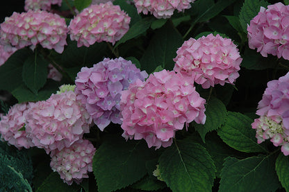 Endless Summer Hydrangea