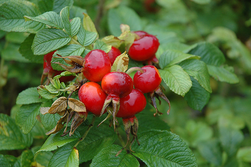Rugosa Rose