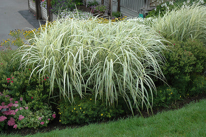 Variegated-Silver-Grass