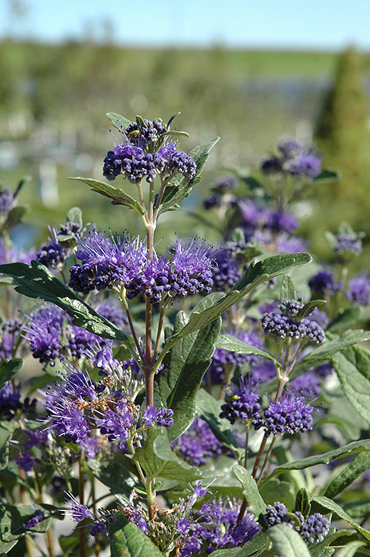 Dark Knight Caryopteris