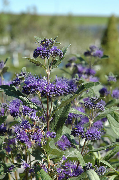 Dark Knight Caryopteris