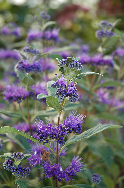 Dark-Knight-Caryopteris