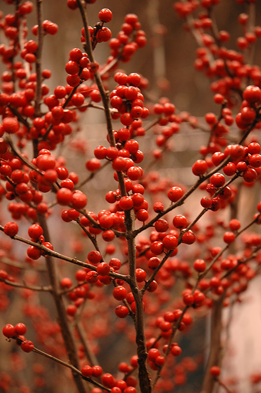 Berry-Heavy®-Winterberry