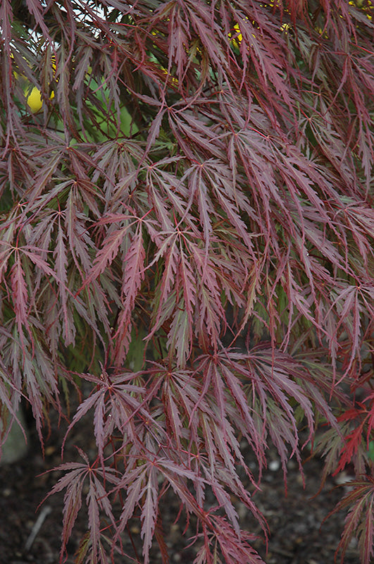 Tamukeyama Japanese Maple