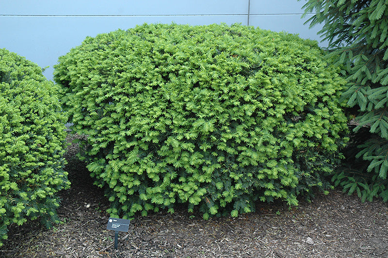 Densiformis-Yew