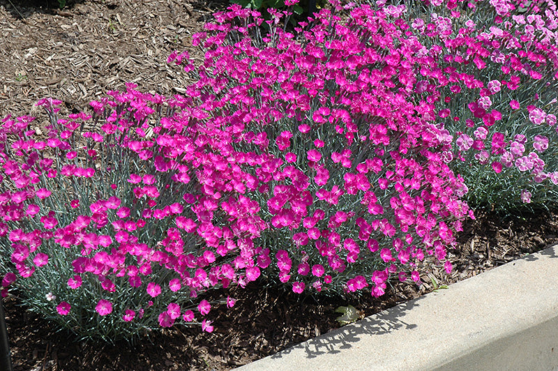 Firewitch Dianthus (#1)
