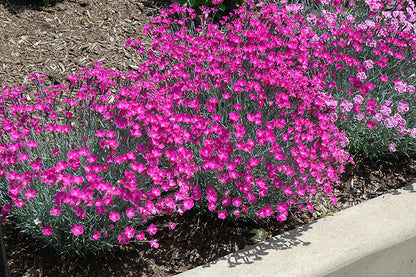 Firewitch Dianthus (#1)