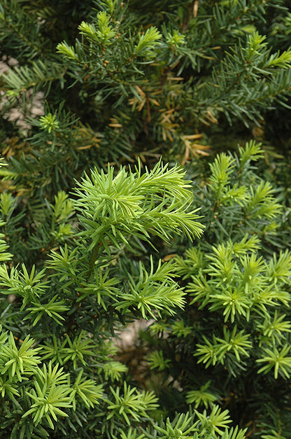 Hatfield Yew