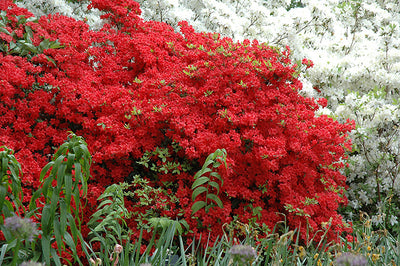 Stewartstonian-Azalea