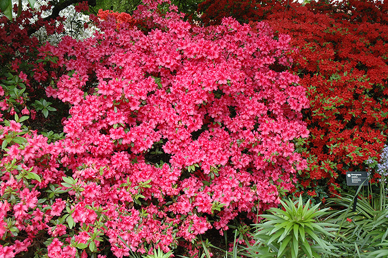 Girard's Rose Azalea