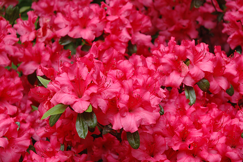 Girard's-Rose-Azalea