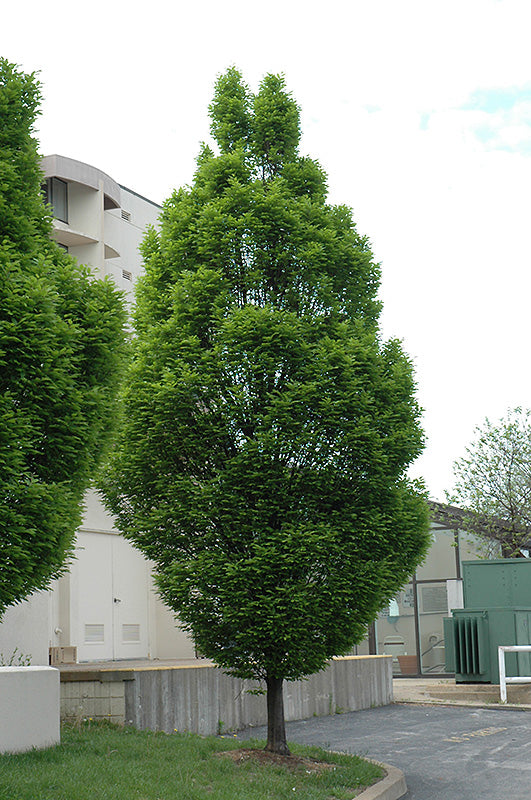 Pyramidal-European-Hornbeam