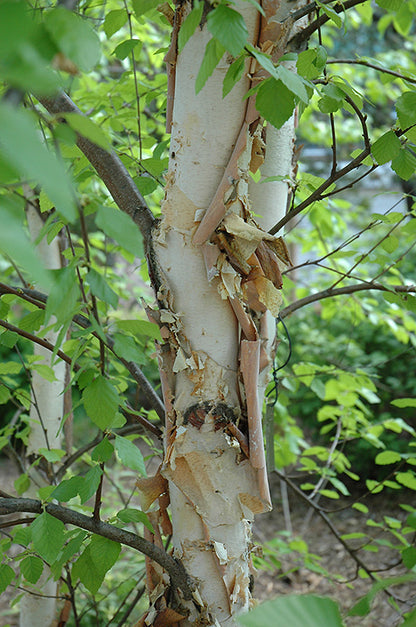 Heritage River Birch