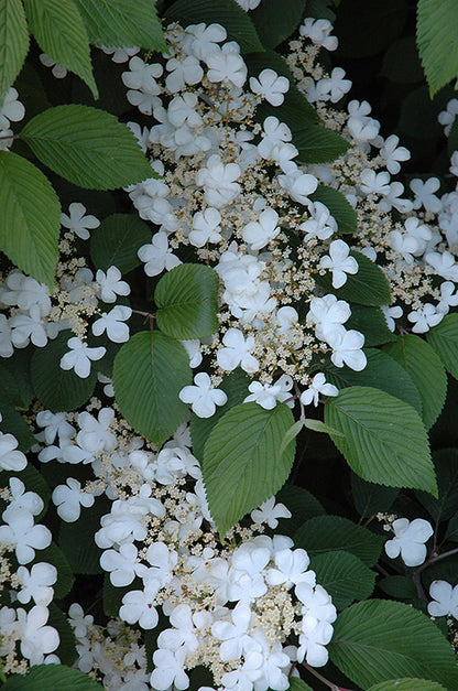 Maries Doublefile Viburnum