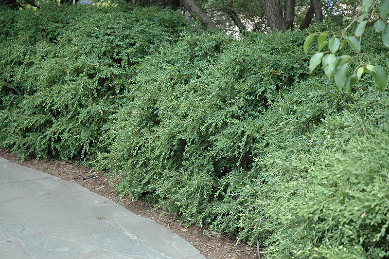 Wintergreen Boxwood