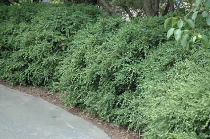 Wintergreen Boxwood