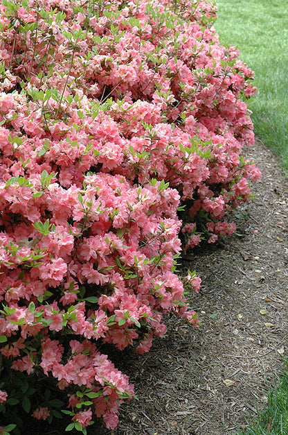 Blaauw's Pink Azalea