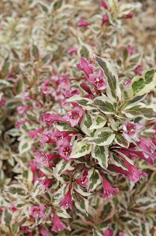 My-Monet®-Weigela