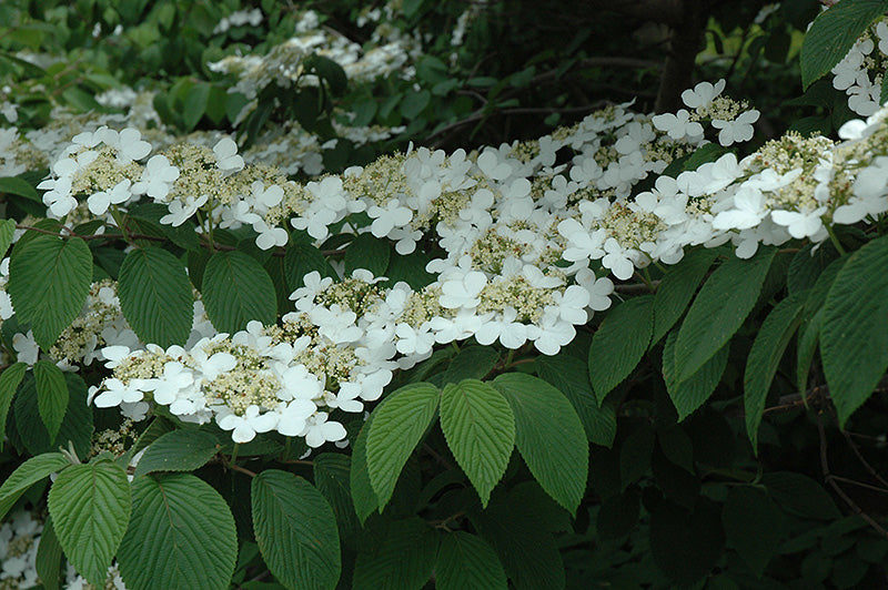Shasta Doublefile Viburnum