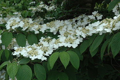 Shasta Doublefile Viburnum