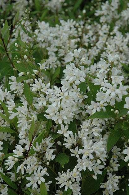 Nikko Deutzia