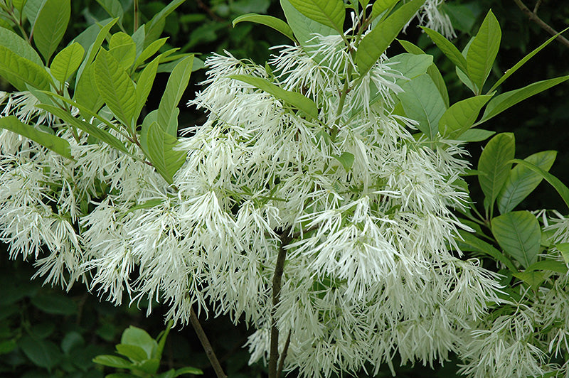 White Fringetree