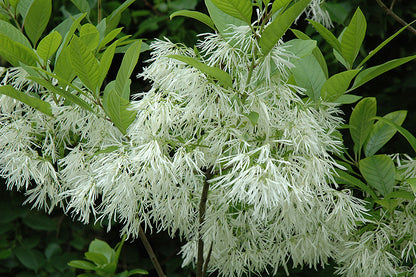White Fringetree