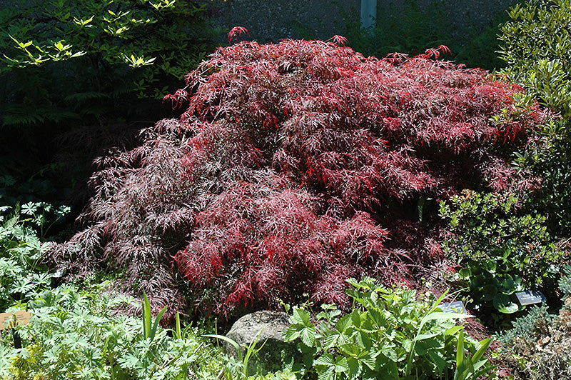 Garnet-Cutleaf-Japanese-Maple