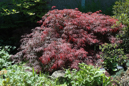 Garnet-Cutleaf-Japanese-Maple