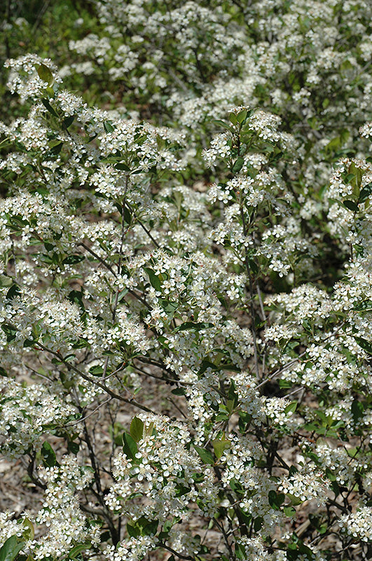 Iroquois-Beauty-Black-Chokeberry