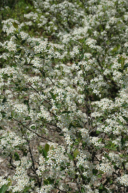 Iroquois-Beauty-Black-Chokeberry
