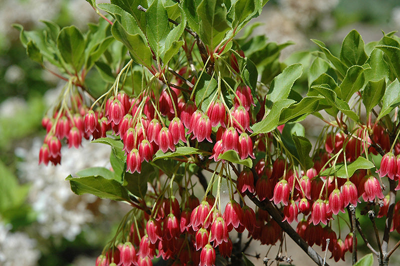 Showy-Lanterns-Enkianthus