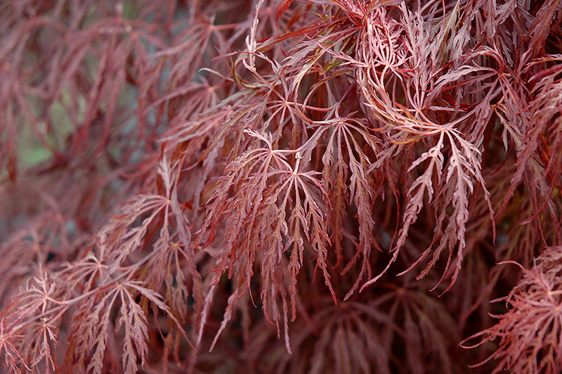 Crimson-Queen-Japanese-Maple