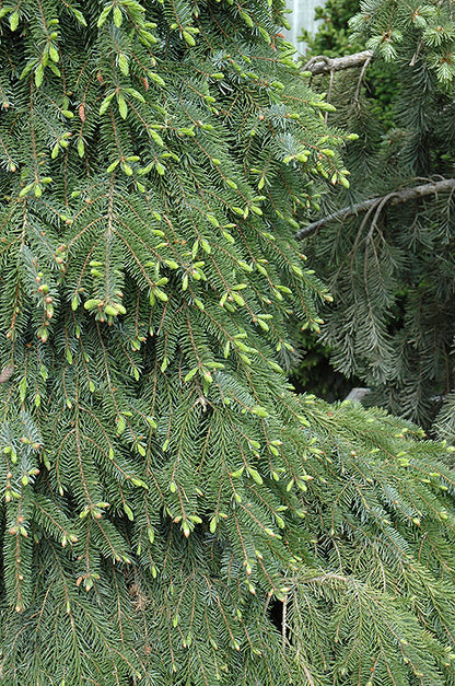 Bruns Weeping Serbian Spruce