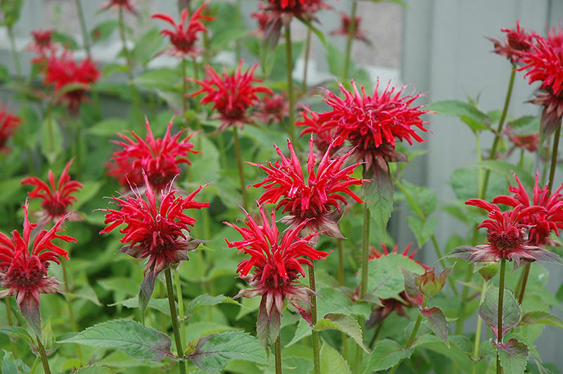 Jacob Cline Beebalm (#1)
