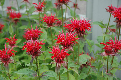 Jacob Cline Beebalm (#1)