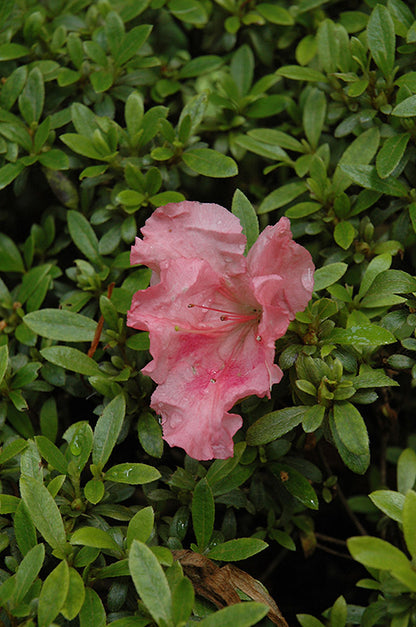Gumpo-Pink-Azalea
