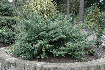Convex-Leaf-Japanese-Holly