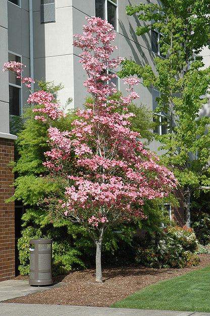 Cherokee Brave Dogwood Tree