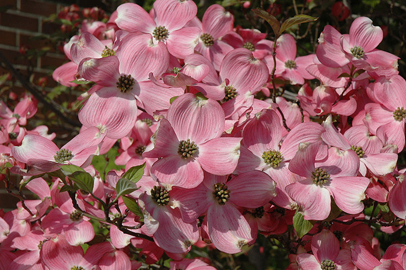Cherokee Brave Dogwood Tree