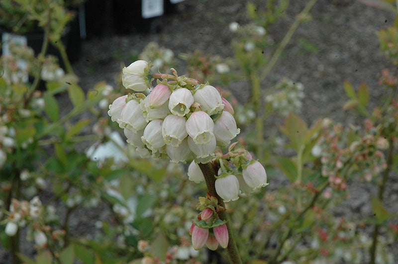 Duke Blueberry (Vaccinium corymbosum) | Early Season Highbush Blueberry