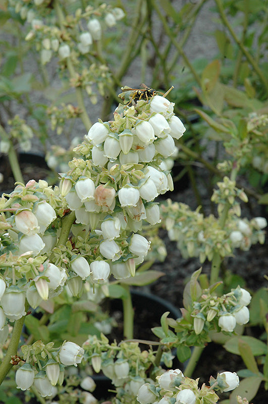 Blueray Blueberry