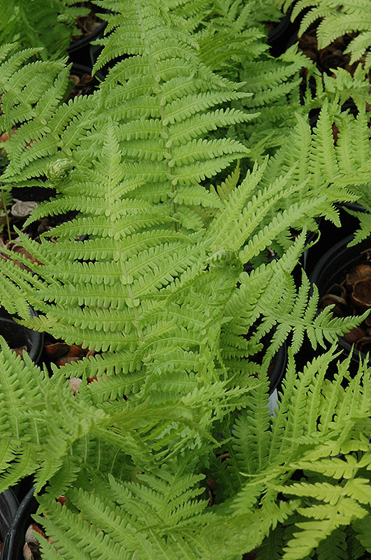 The-King-Ostrich-Fern