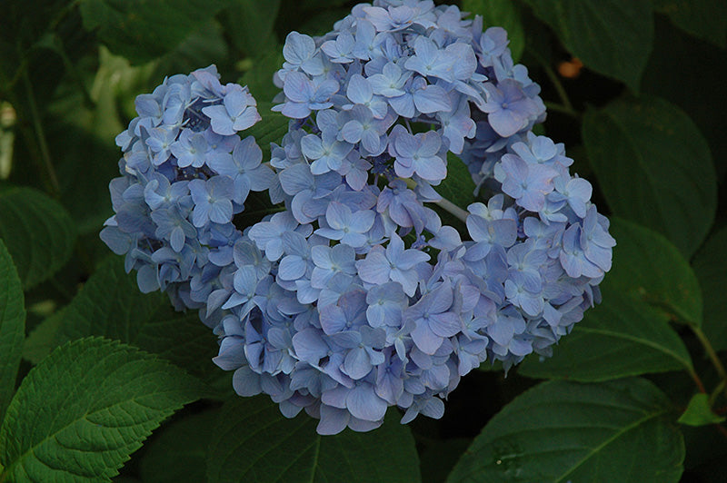 Nikko-Blue-Hydrangea