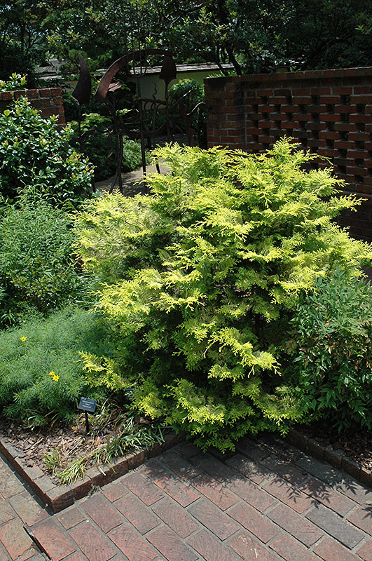 Cripps-Gold-Falsecypress